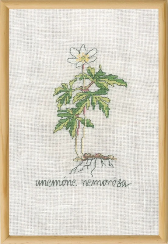 Trygg betalning Broderikit Vit Anemon R5799 20 x 30 cm